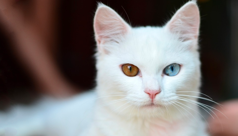 14+ Arti Mimpi Kucing Putih Masuk Rumah