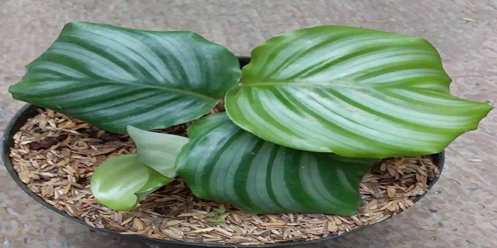 Sudah Pernah Lihat Ini 5 Jenis Tanaman Calathea  yang 