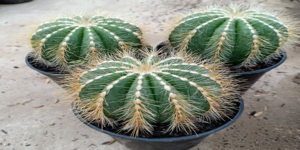 5 Jenis Kaktus  Mini Cocok untuk Koleksi Tanaman Hias Kamu