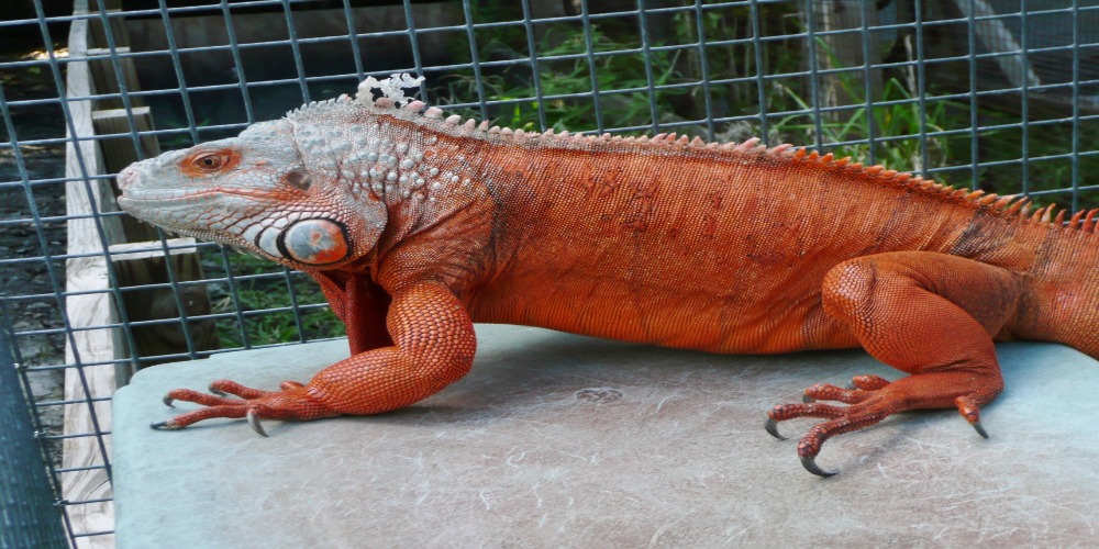 Wow, Ini 4 Jenis Iguana Beserta Harganya, Mencapai Jutaan Rupiah