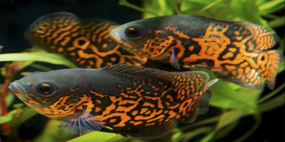 Featured image of post Harga Ikan Oscar Hitam Untuk yang masih kecil berkisar