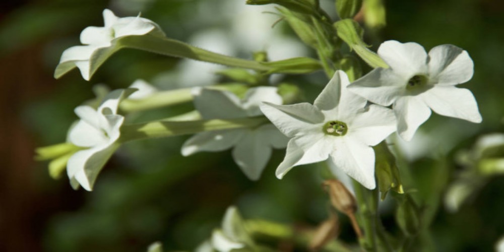 Nicotiana Hesperis