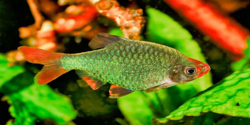 Jenisjenis Ikan Hias Tiger Barb, Cantik dan Sangat Bermanfaat