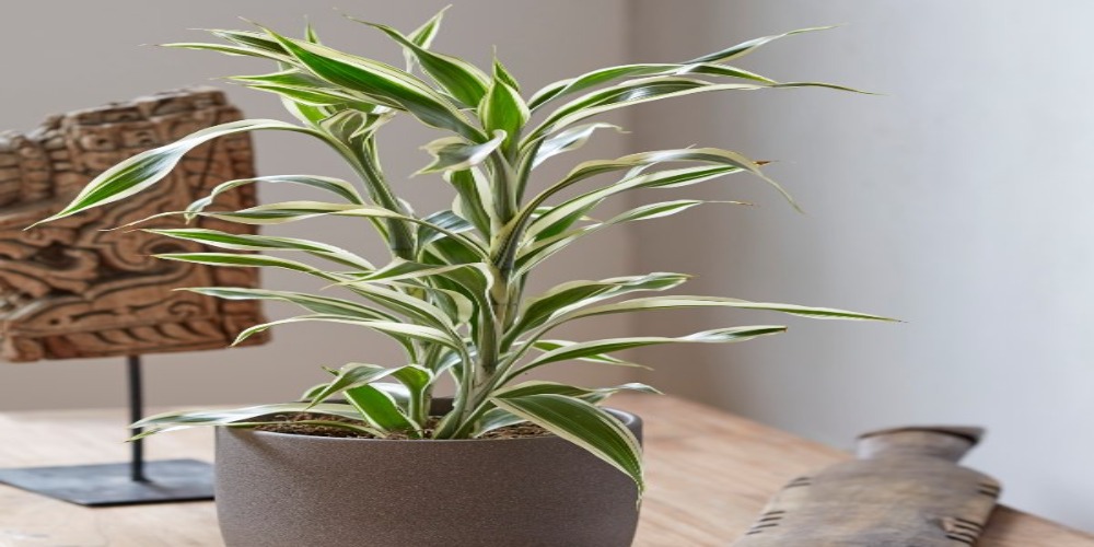 Dracaena goldieana. Драцена большая раст-62.