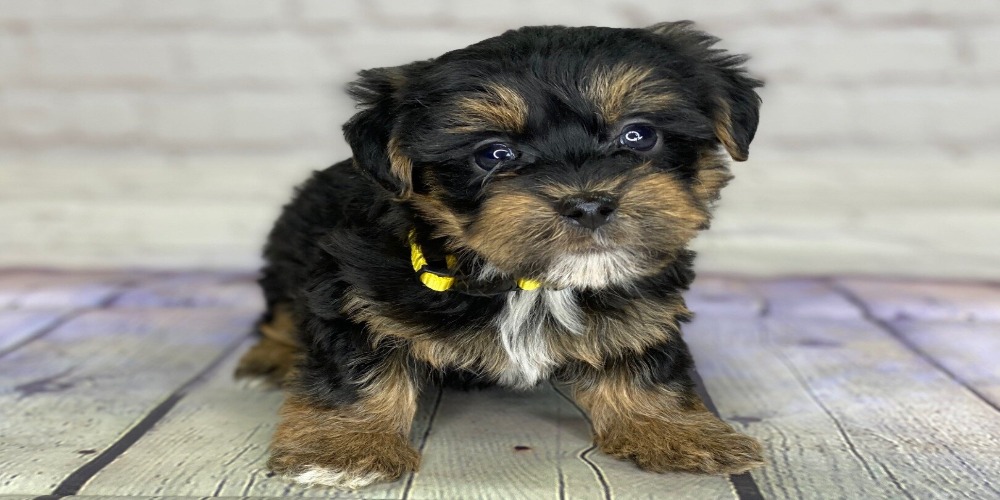 Berbagai Ras Campuran Anjing Paling Imut Sudah Punya