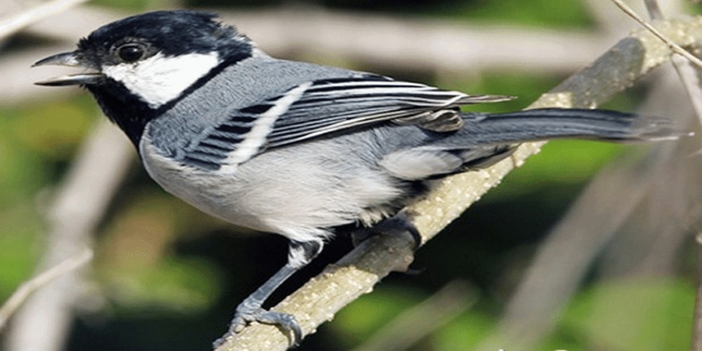 26 Mimpi burung gelatik