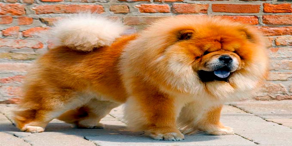 Фрейда чау-чау. Chow Chow Dog Breed information.