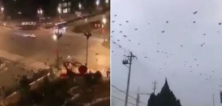 Viral Ribuan Gagak di Langit Wuhan, Ini Kata Ahli