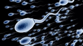 Hati-hati Pendonor Sperma dan Sel Telur Terancam Hukuman Pidana 