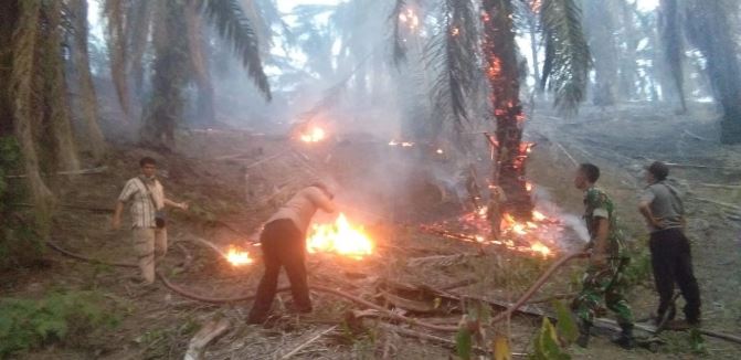 Cuaca Ekstrim Sebabkan Kebun Sawit Warga Lau Mulgap Terbakar