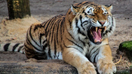 Warga Langkat Ditemukan Tewas Diduga Diterkam Harimau