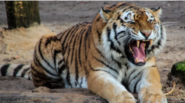 Mengejutkan, Ternyata Harimau Juga Bisa Tertular Corona