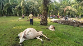 Penyebab Mati 16 Lembu di Asahan Sumut Masih Misteri