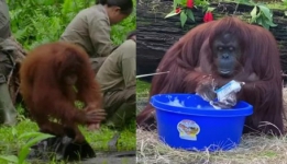 Belajar Cuci Tangan yang Benar dari Orang Utan