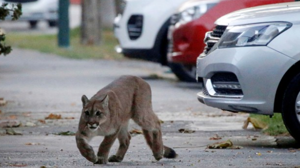 3 Ekor Puma Berkeliaran Saat Chile Terapkan Lockdown