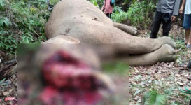 Sadis! Seekor Gajah Sumatera Ditemukan Mati Dengan Kepala Tercincang