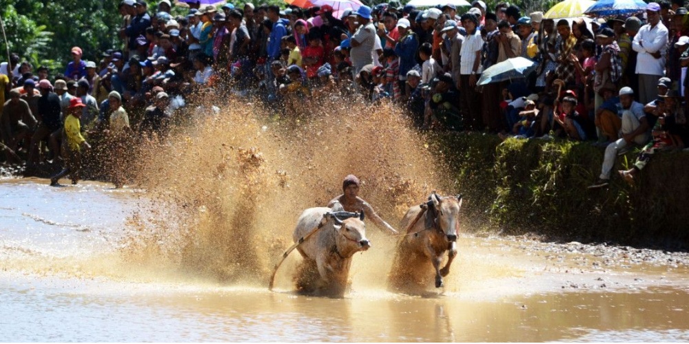 Pacu Jawi,  Acara Olahraga Tradisional yang Menggunakan Sapi di Sumbar