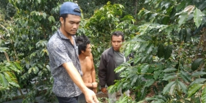 Tanam Ganja Diantara Kopi dan Cabai, Petani Ditangkap Polisi