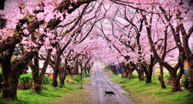Melihat Kecantikan Taman Sakura: Wisata di Bogor Bernuansa Jepang