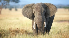 Gajah Liar yang Masuk Kebun Sawit di Sumsel, Tewaskan Seorang Warga