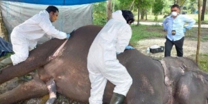 Usia 32 Tahun, Gajah Sumatera di Riau Mendadak Mati