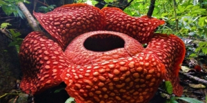 Bunga Rafflesia Arnoldii, Minyimpan Mitos Mengerikan dari Suku Rejang dan Suku Serawai di Bengkulu