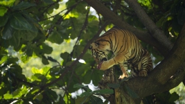 Warga DKI Nonton Via Daring,  Aksi Harimau Sumatra
