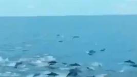 Viral Ratusan Lumba-lumba Muncul di Labuan Bajo, Ada Apa Ya?