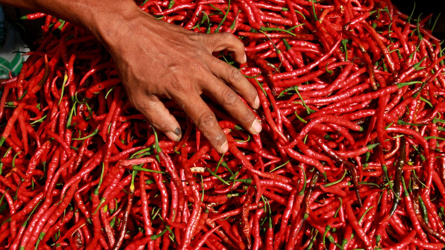 Harga Cabai Merah Keriting Mulai Naik, Jadi Rp. 35 Ribu per Kilogram