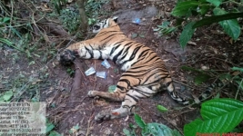Seekor Harimau Jantan Tewas Terjerat Tali Sling di Riau