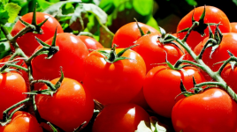 Harga Tomat Naik, Harga Bawang Putih Malah Turun di Pasar Raya Padang