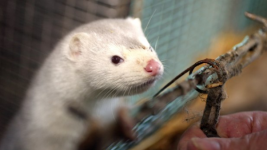 Virus Corona Ditularkan dari Tikus ke Manusia untuk Pertama Kalinya di Dunia