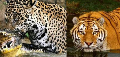 Gambar Binatang Jaguar - Guru Paud