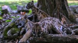 Dua Puma yang Lahir Ditengah Pandemi Corona, Diberi Nama Unik Pandemic dan Quarantine