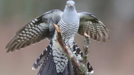 Burung Cuckoo Ini, Berhasil Terbang Lintasi 16 Negara, Bikin Ilmuwan Terpukau