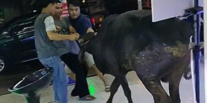 Seekor Sapi di Kudus Nyelonong Masuk ke Toko Hp Viral di Medsos