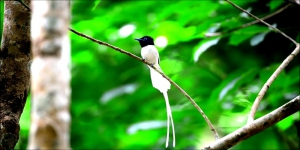 Burung Babat Mayat di Kalimantan, Kehadirannya Pertanda Ada Kematian, Benarkah?