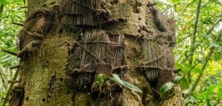 Mengenal Passiliran, Pemakaman Bayi dalam Pohon di Toraja