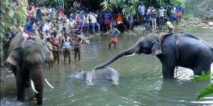 Seekor Gajah yang Sedang Hamil, Mati Setelah Makan Nanas Isi Petasan