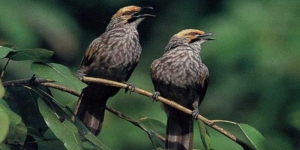 Ini 4 Burung Kicau Punya Suara Indah dan Harga Fantastis, Mana Anda Suka?