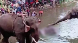 World Animal Protection, Mendesak Pelaku Pembunuhan Gajah dengan Petasan Ditindak Tegas