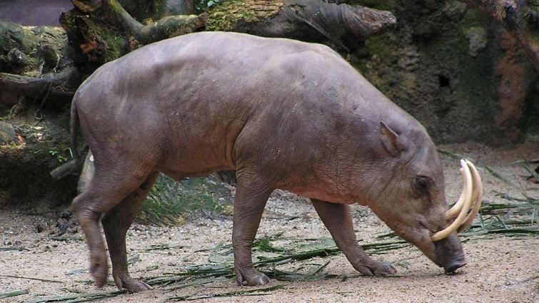 Mengenal Babi Rusa, Hewan Aneh dari Negeri Dongeng yang Hanya Ada di Sulawesi