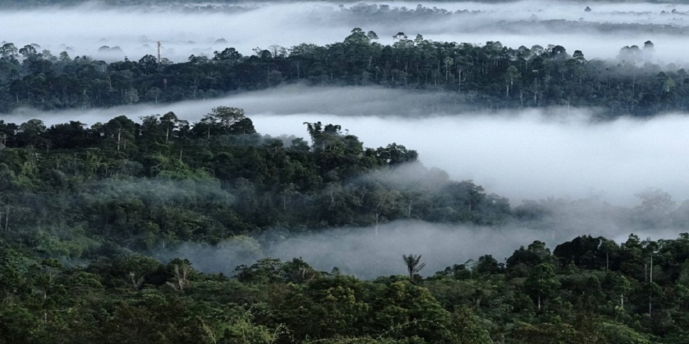 5 Hutan Ini Dianggap Paling Angker dan Terkutuk di Indonesia karena Kerap Mencari Tumbal
