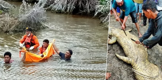 Penambak di Kalimantan Utara Tewas Diterkam Buaya 