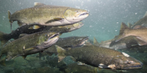 Melihat Perjalanan Hidup Ikan Salmon: Lahir dan Mati di Tempat yang Sama