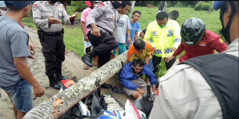 Tukang Ojek di Maluku Tewas Tertimpah Pohon Kelapa Setelah Mengantar Penumpang