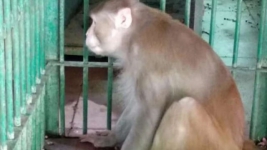  Monyet Pemabuk yang Serang 250 Warga karena Kehabisan Miras, Dihukum Seumur Hidup