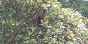 Orangutan Sumatera Terlihat di Kawasan Danau Lau Kawar