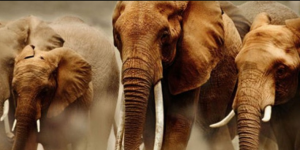 Puluhan Gajah Dekati Kampung di Pelalawan, Warga Khawatir Akan Terjadi Konflik