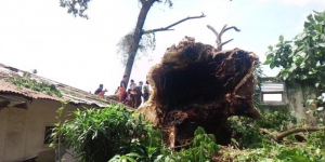 Pohon Ratusan di BI Bandar Lampung, Jelang Ambruk Warga Sering Keserupan 